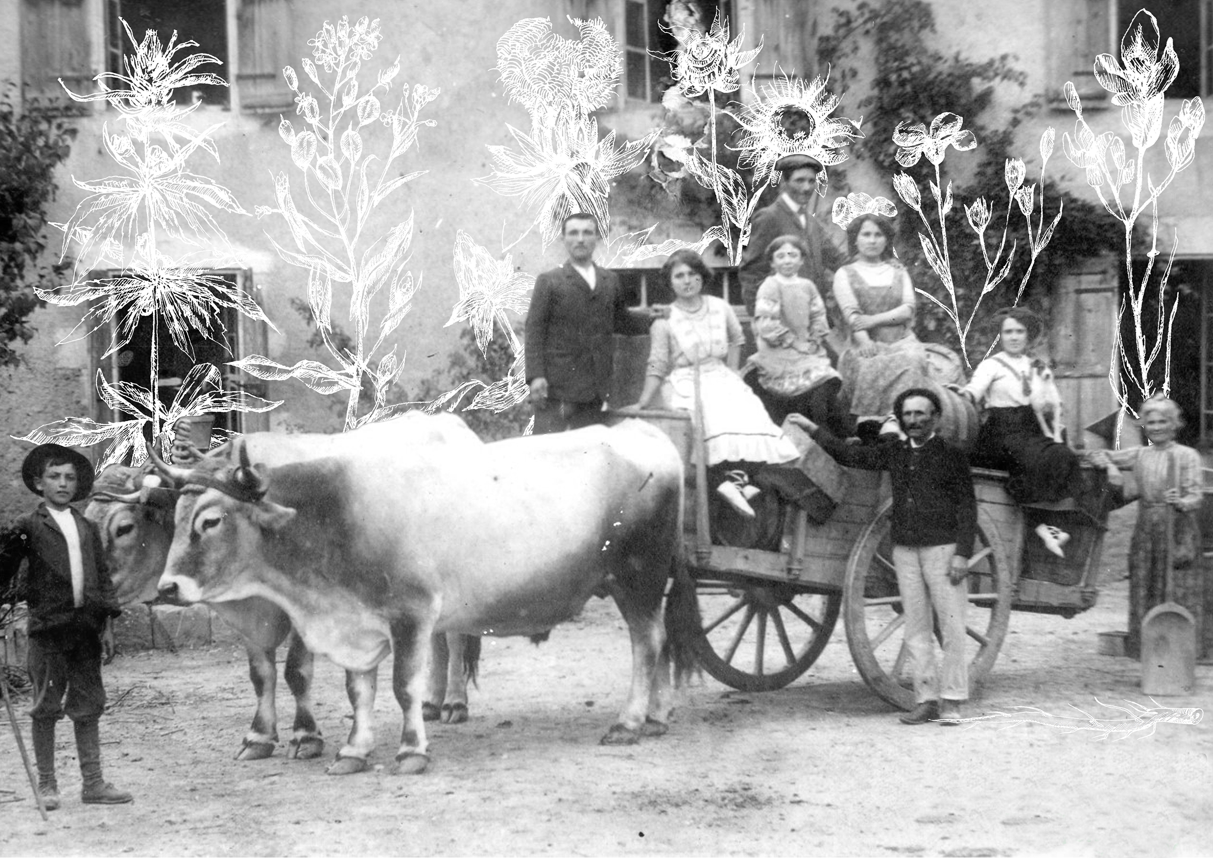 Vieille photo d'une famille paysanne en noir et blanc. Un petit garçon à gauche, devant un couple de boeufs tirant une charette où les autres membres de la familles sont assis. En fond d'image, on devine le dessin de plusieurs plantes au crayon. 